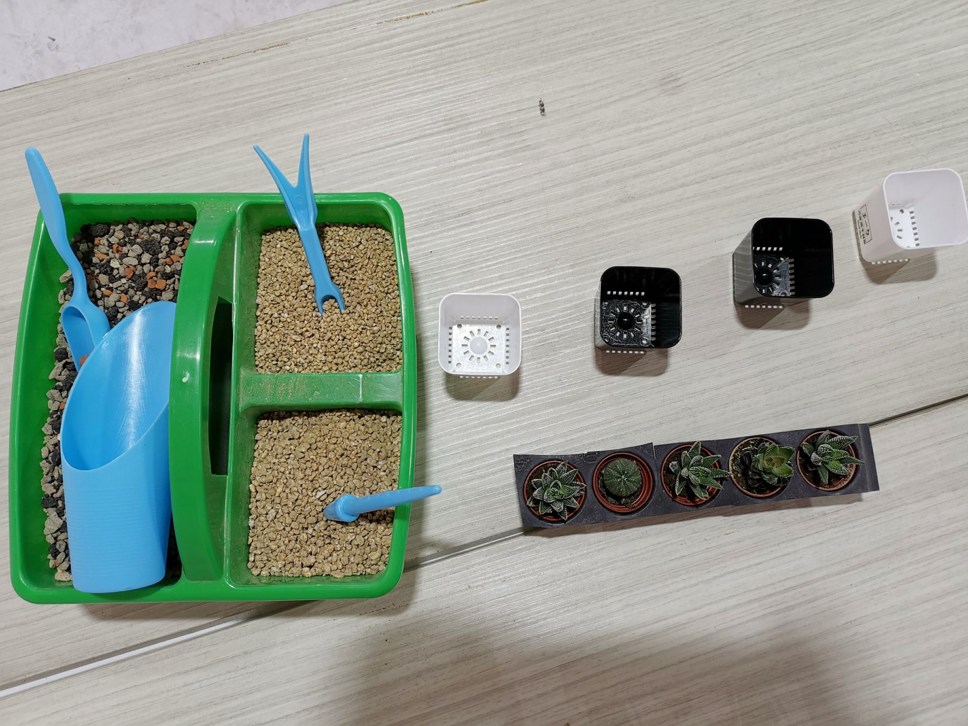 挑選多肉盆器及水晶標籤貼紙圖案之後,接著就要來進行多肉植物DIY手作體驗|奕昇有限公司 cecilia 220506 66
